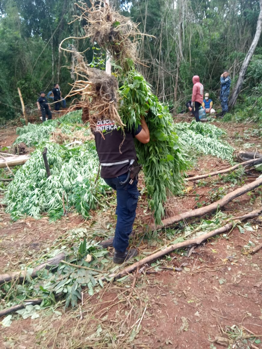 Las plantas de marihuana incautadas en el paraje Inter de Dos Hermanas pesaron más de 3.900 kilogramos
