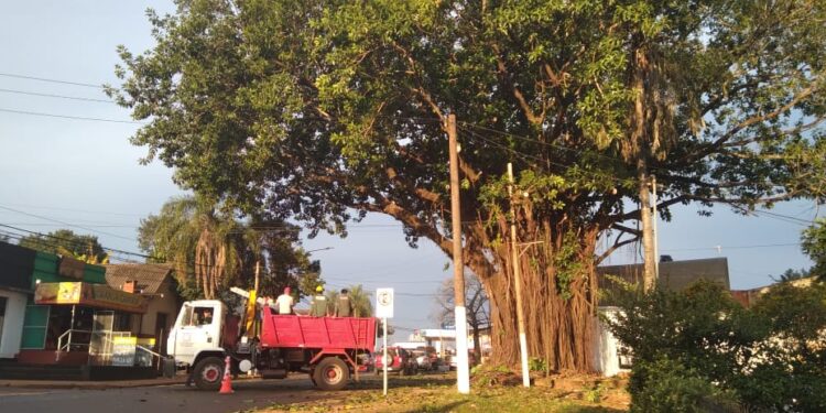 Podaron el Gomero histórico del km 8
