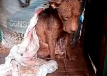 Rescatan a pitbull atado, a la intemperie y desnutrido