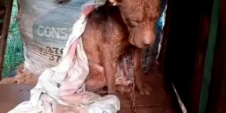 Rescatan a pitbull atado, a la intemperie y desnutrido
