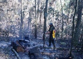 Confirman que se quemaron casi 6 hectáreas del Parque Provincial de la Araucaria