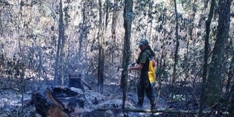 Confirman que se quemaron casi 6 hectáreas del Parque Provincial de la Araucaria