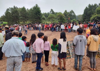Tras protestas de los mbya, pausaron la extracción de árboles en San Pedro