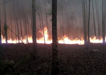 Incendios forestales arrasaron 100 hectáreas en San Ignacio y Candelaria