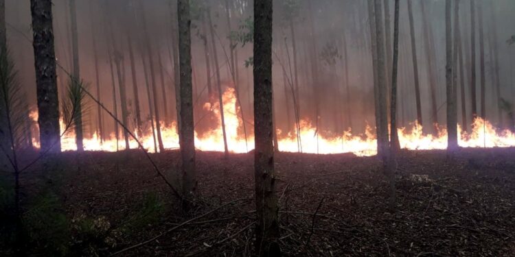 Incendios forestales arrasaron 100 hectáreas en San Ignacio y Candelaria