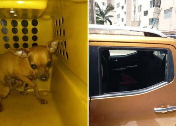 Argentino preso en Camboriú por encerrar a su perro en la camioneta