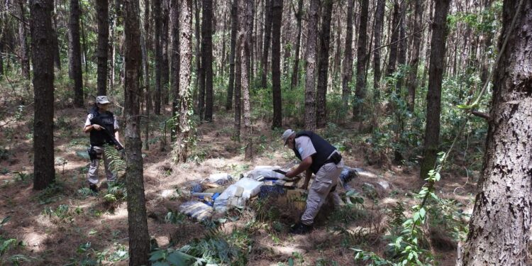 Prefectura secuestró casi 2.300 kilos de marihuana
