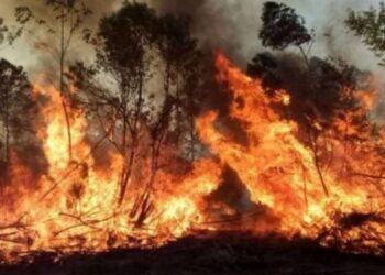 Ya se quemaron más de 500 mil hectáreas en Corrientes y continúan los cruces entre Cabandié y Valdés