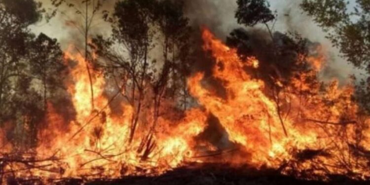 Ya se quemaron más de 500 mil hectáreas en Corrientes y continúan los cruces entre Cabandié y Valdés
