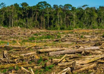 Informe revela que se pierden 8 mil hectáreas de selva misionera al año