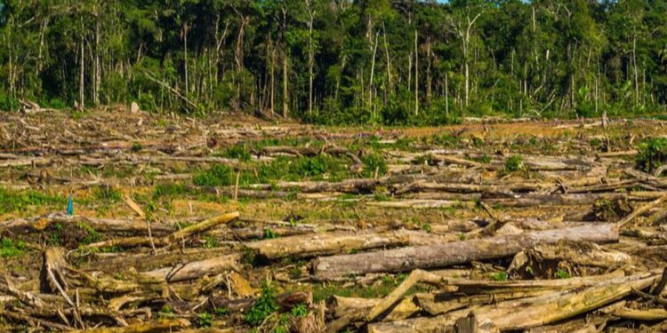 Informe revela que se pierden 8 mil hectáreas de selva misionera al año
