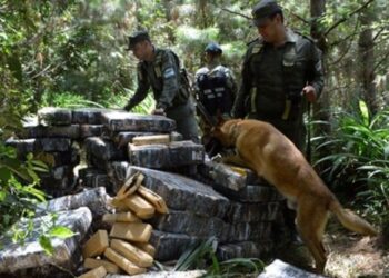 Gendarmería secuestró más de una tonelada de marihuana en Misiones