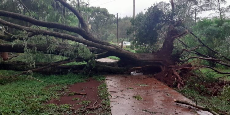 Tormenta causó daños graves en las lineas de Colonia Victoria