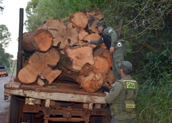 Gendarmes secuestraron madera nativa