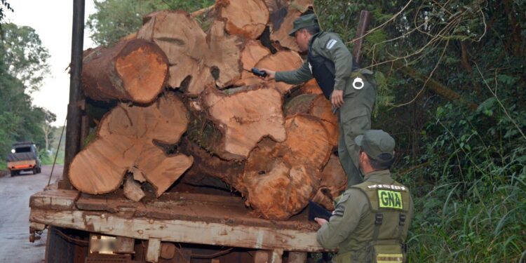 Gendarmes secuestraron madera nativa