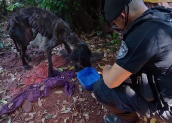 Bestialidad humana: La Policía rescató a un can que estaba en pésimas condiciones en Eldorado