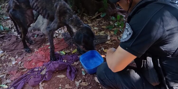 Bestialidad humana: La Policía rescató a un can que estaba en pésimas condiciones en Eldorado