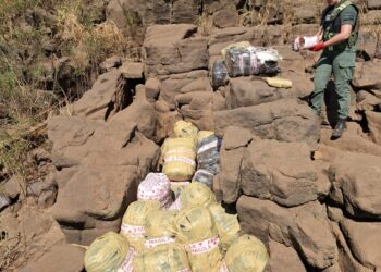Millonario decomiso de marihuana en el norte de Misiones: 590 kilos incautados en operativos conjuntos
