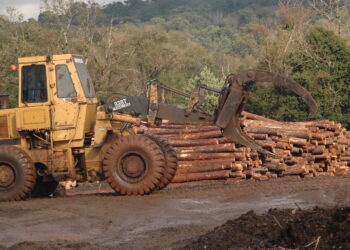 Productor y director del InFoPro por el sector primario analiza la crisis del mercado forestal: “Difícil escenario con tanta presión fiscal”