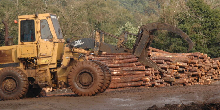 Productor y director del InFoPro por el sector primario analiza la crisis del mercado forestal: “Difícil escenario con tanta presión fiscal”