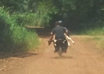 Eldorado: cuatreros abandonan ternero y huyen tras persecución policial