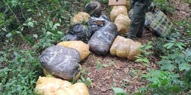 Colonia Victoria: Hallaron casi 190 kilos de marihuana ocultos entre la vegetación